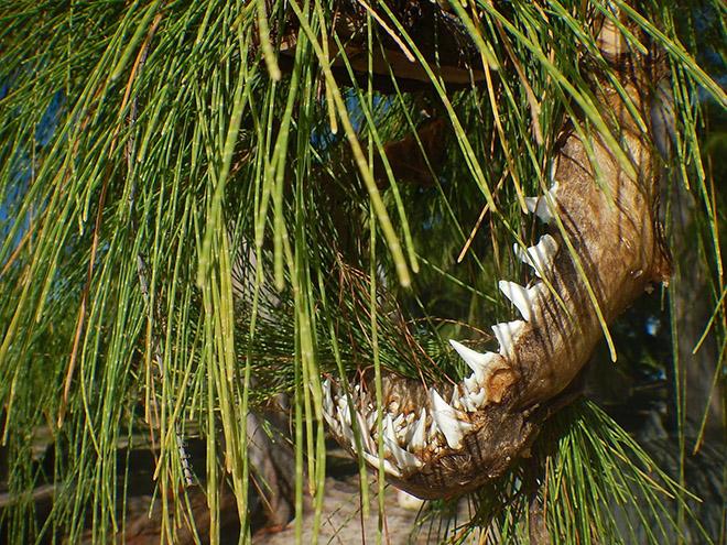 Lemon shark teeth caught a Hirifa © Andrew and Clare Payne